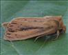 2373 (73.151) Webbs Wainscot